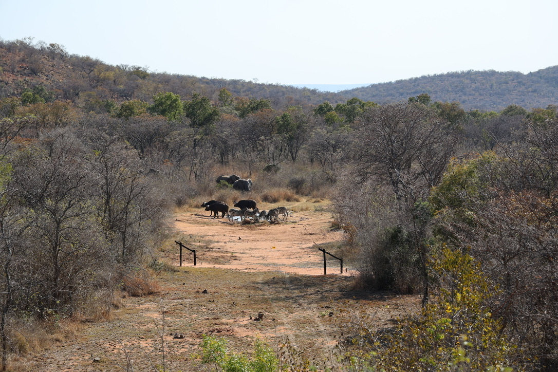 South Africa: My First Safari and the Trip That Taught Me a Few Things About Myself